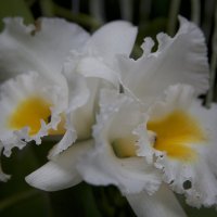 День орхидеи #5 :: Нина Ковзель