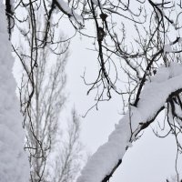 снежок :: Александр Лухманов