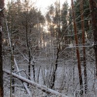 В зимнем лесу :: Владимир Нев
