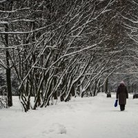 Зима :: Сергей Басов