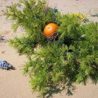 Песчаный ёжик и апельсин :: константин воробьев