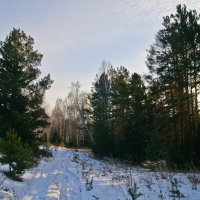 Зимний лес. :: Андрей В.