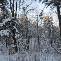 Зимний пейзаж. Утро, уссурийская тайга :: Виктор Алеветдинов