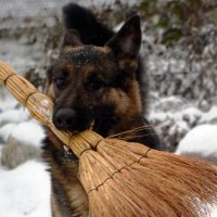Снегоуборочная Собака :: Анастасия Якаева