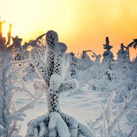 Холодно зимой :: Василий Хорошев