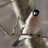 Снегарочка :: Анатолий Тимофеев