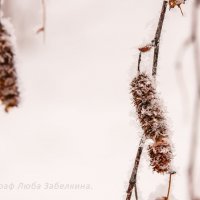 зима :: Люба Забелкина