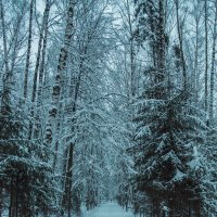Снег :: Андрей Шаронов