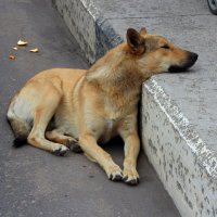 Утомился... :: Людмила Жданова