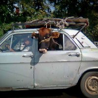 Тёлка и автомобиль :: Игорь Лариков
