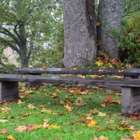 Bench in the forest :: Дмитрий Каминский