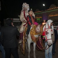 как и положено жених в Индии приезжает на свадьбу на белом коне! :: Дарья Петрищева