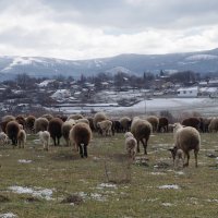 Крымская весна 2013 :: Наталья 