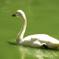Белый лебедь в почти чистом пруду :: Fastlink 