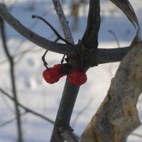 зацепились :: Евгений Гузов