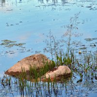 Камни на мелководье в окружении водных растений :: Катерина 