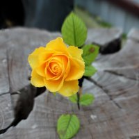 Желтая роза :: Вера 
