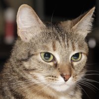 Портрет кошки :: Екатерина Сидорова