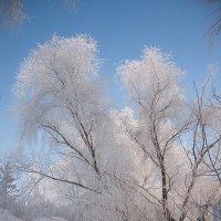 Мороз и солнце, день чудесный... :: Олег Самотохин