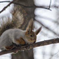 ... :: Светлана Винокурова