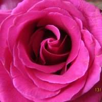 Розовая роза :: Виктория 