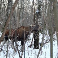 Попался. :: Руслан Федосов