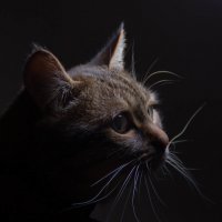 wistful cat :: Николай Долгополов