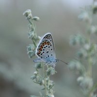 Голубянка :: Светлана Попкова