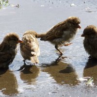 Водные процедуры :: Александр Садовский