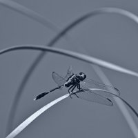 25.04.13 Стрекозка Orthetrum chrysostigma :: Борис Ржевский