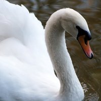 Ах, белый лебедь на пруду. :: Роман 