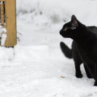 Черная кошка у ворот :: Андрей Лошаков