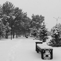 Зимним утром в парке (2) :: Марат Рысбеков