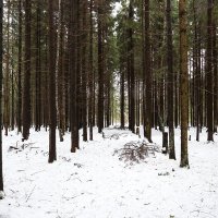 В лесу. :: Zinovi Seniak