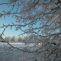 Зимнее кружево :: Наталья Лунева 