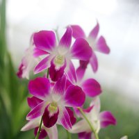 Орхидеи :: Светлана 