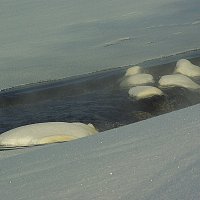 Холодно... :: Айвар Вилюмсон