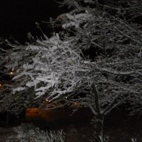 Первый снегопад :: Ольга 