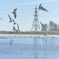 Чайки на озере :: Сергей Садовничий