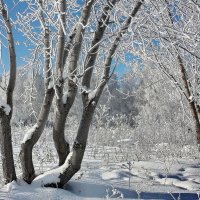 Дерева, вы мои дерева... :: Наталья Юрова