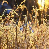 Солнце,трава,снег :: Максим Минаков