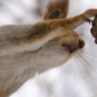 ... :: Светлана Винокурова