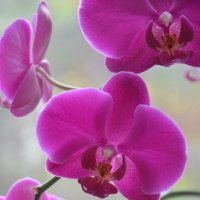 Орхидея :: Андрей Сташков