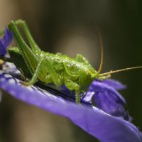 Кузнечик :: Мария Виноходова