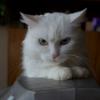 Моя кошка :: Дима Яблоко