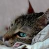 зеленоглазый кот! :: Надежда Кашицина
