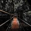 Мост в Джунгях :: Mike Kolesnikov