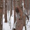 Догонялки в лесу... :: Андрей Воробьев