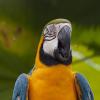 Parrot :: Irek Shamanaev