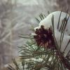 Зимний лес, сосновая шишка. :: Алёна Бодрова